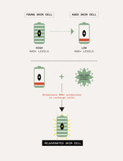 Pai Skincare-Age Confidence Nad & Tri Peptide Renewal Serum-Skincare-5060139729925_8_1920x2496_11f3436e-c0e1-462f-a9b6-a022674288dc-The Detox Market | 