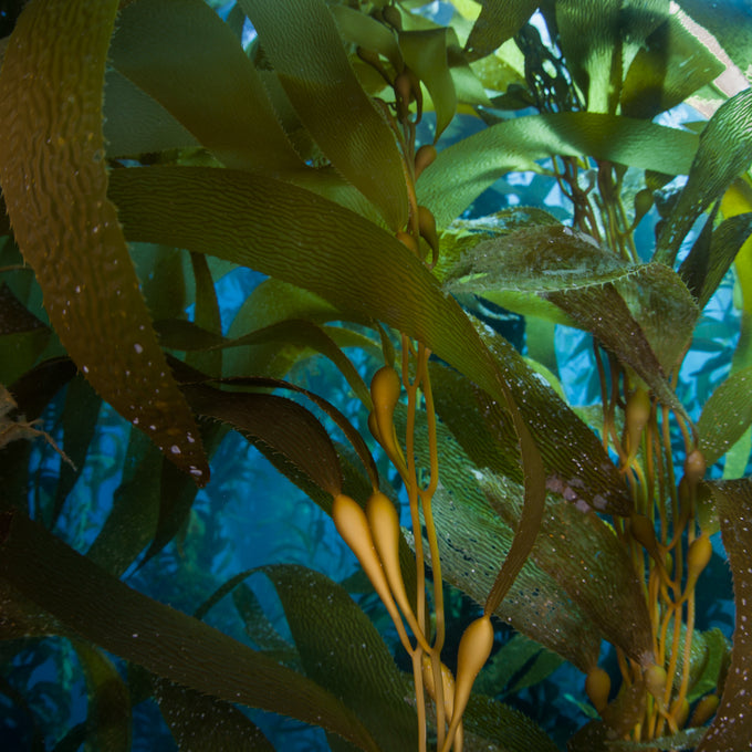 Algae_Extract-The Detox Market