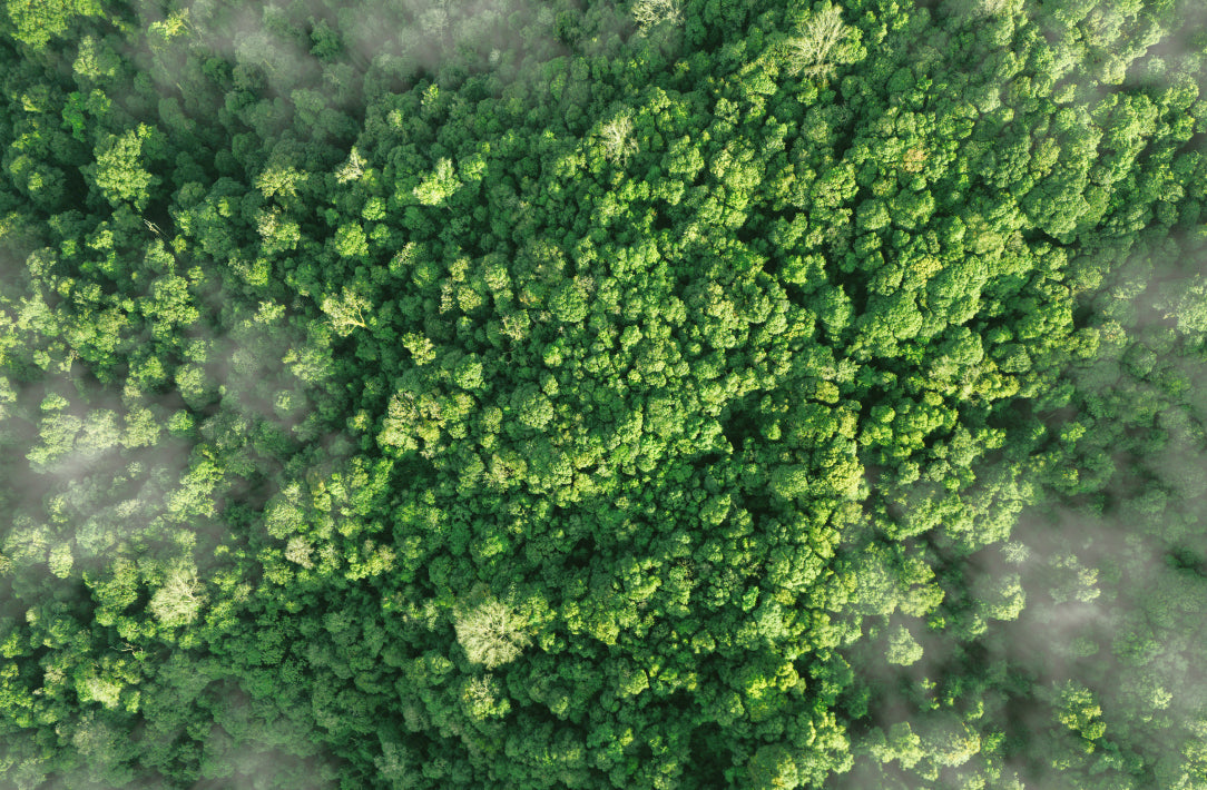 Carbon-The Detox Market