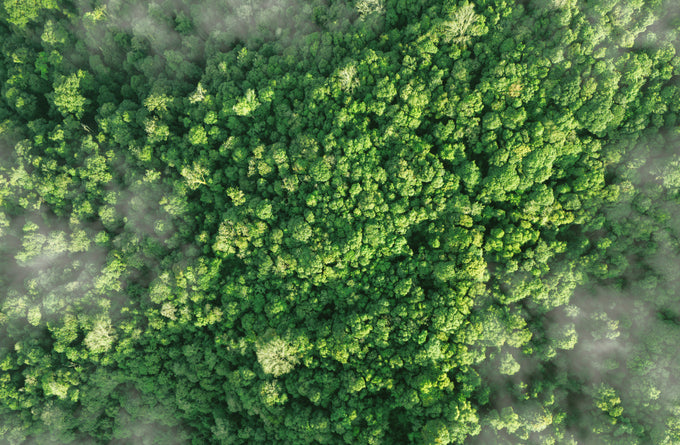 Carbon-The Detox Market