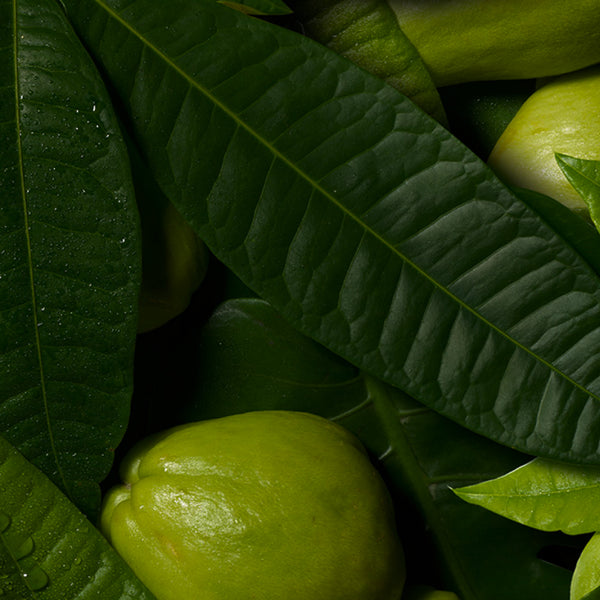 Chebula_Mobile-The Detox Market