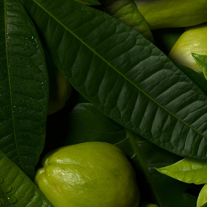 Chebula_Mobile-The Detox Market