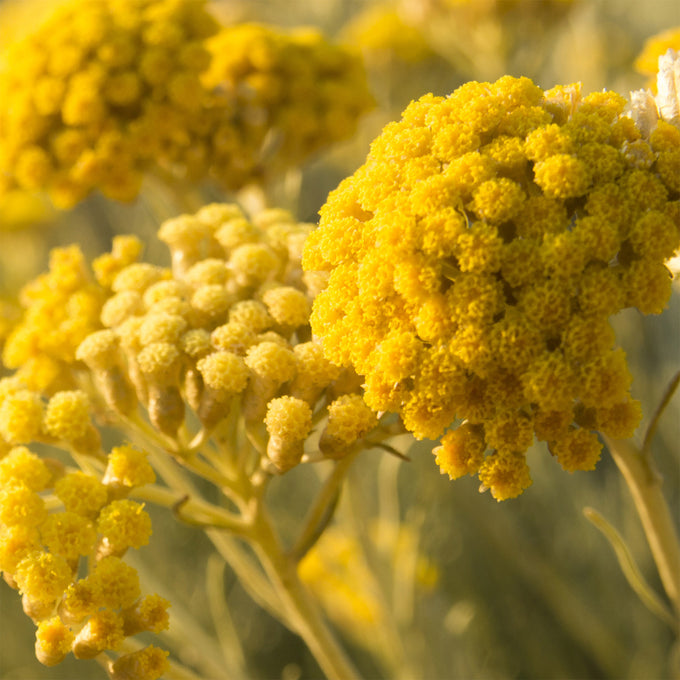 Odacite-Aloe + Immortelle Hydra-Repair Treatment Mist-Skincare-Hydra-Repair-Ingredient-The Detox Market | 