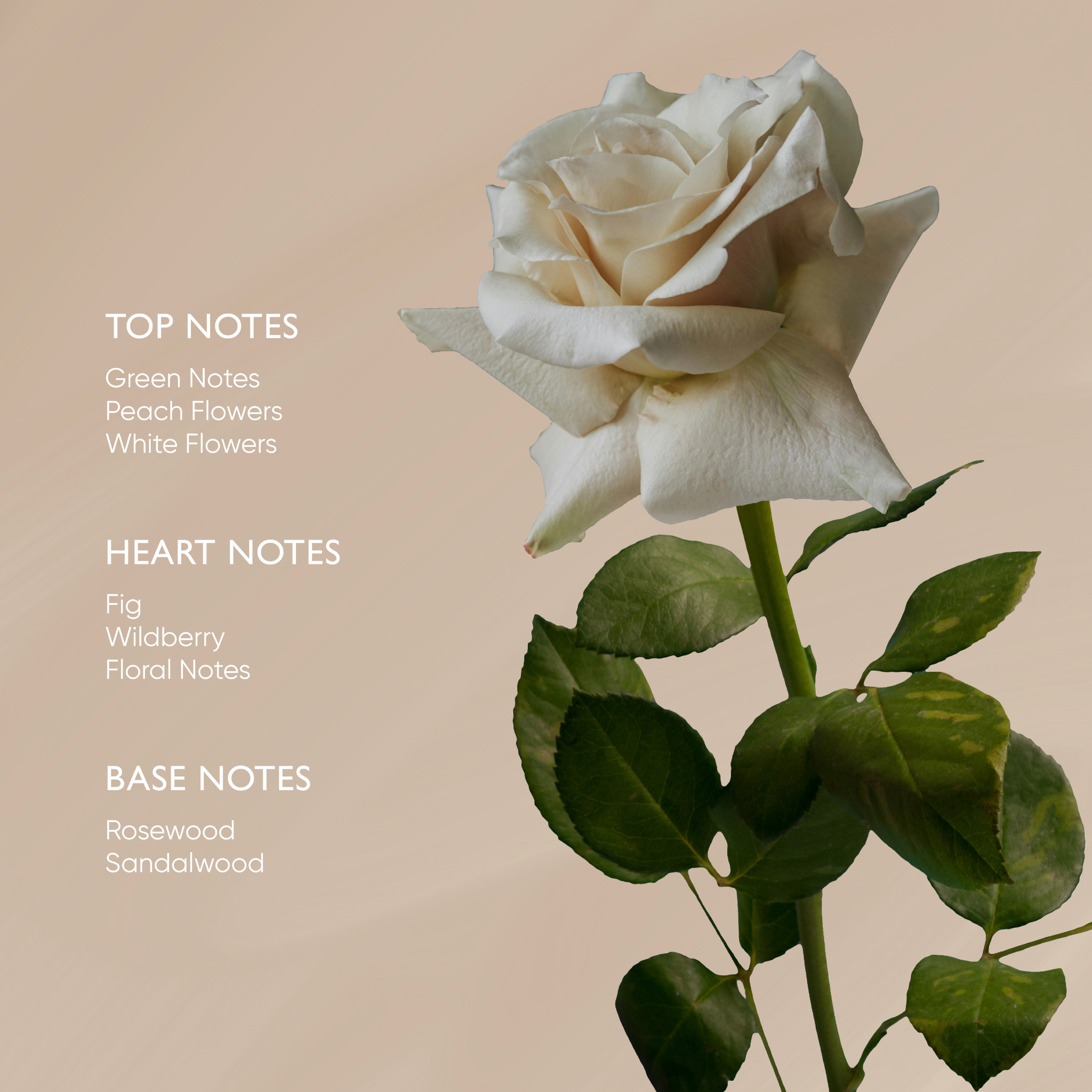Rose Body Oil With Ximenyic Acid