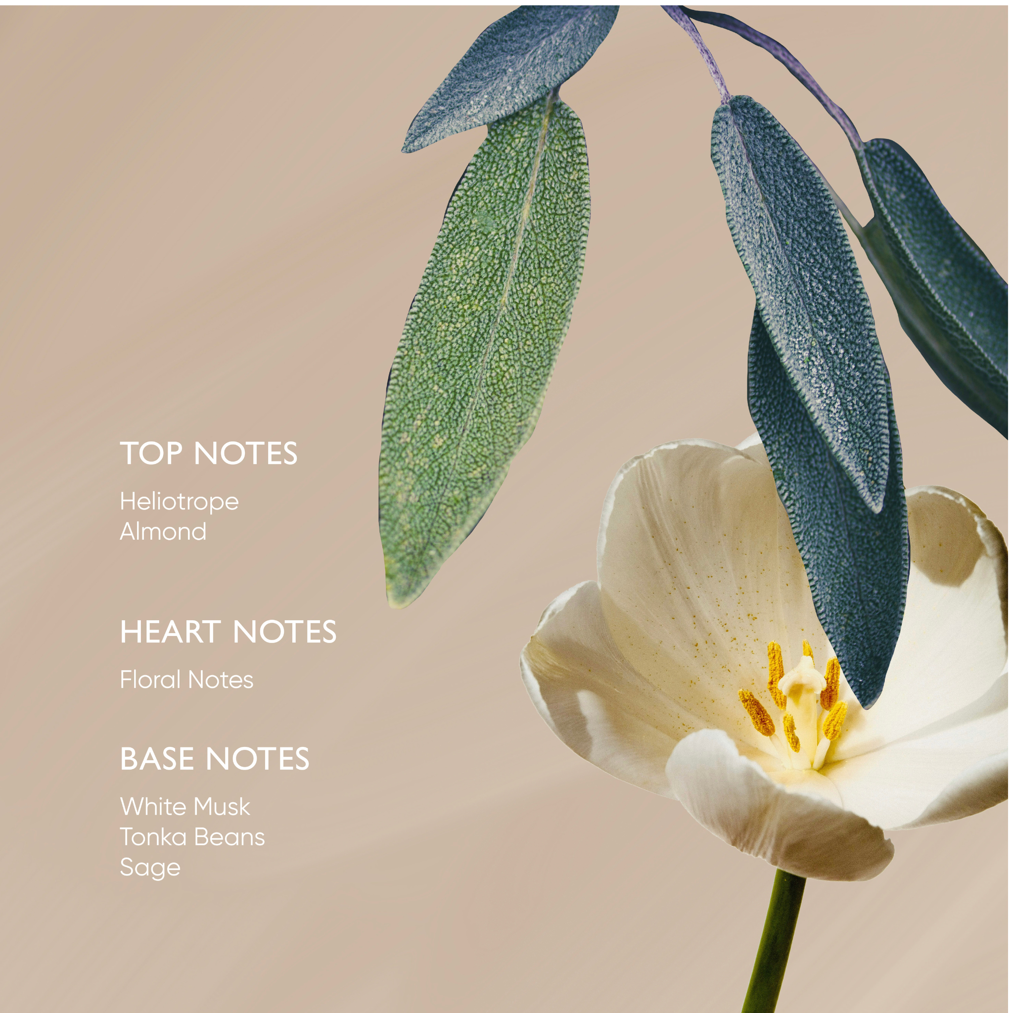 Sage Body Oil With Arnica & Hypericum