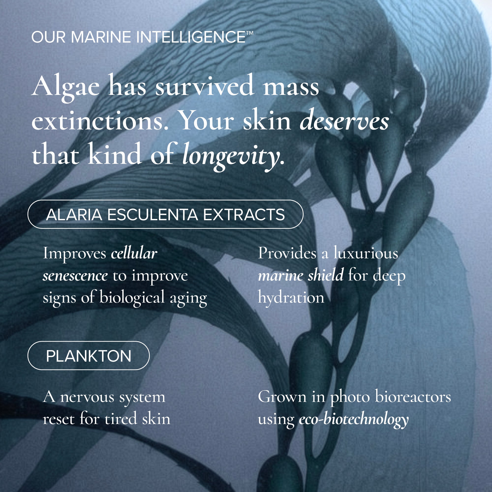MARA-Algae + Moringa Sea Silk Lip Balm-Skincare-MARA-SSLB-CLEAR_12-The Detox Market | Always