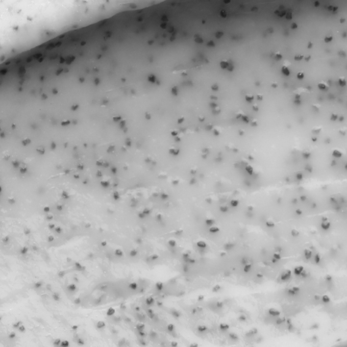 Everist-The Exfoliating Body Wash Concentrate-Body-TheExfoliatingBodyWashConcentrate-image2-The Detox Market | 