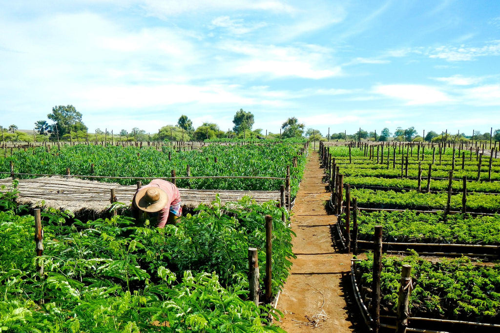 page_sustainability-cpr-p-The Detox Market